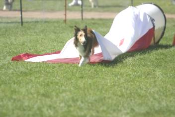Dog Agility Puppy Class