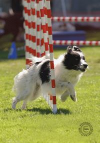 Dog Agility free class