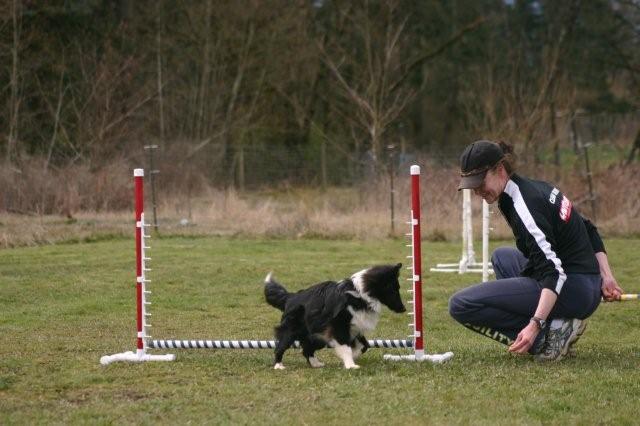 Dog Agility