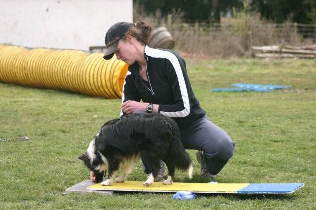 Dog Agility