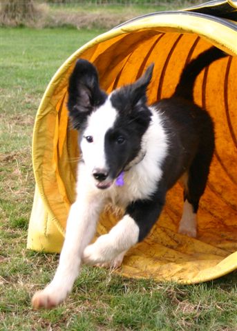 Dog Agility Vancouver