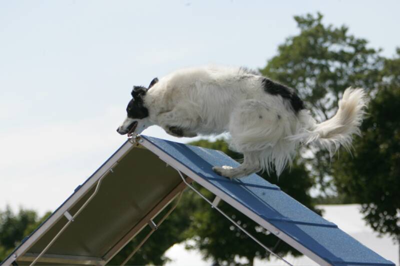 Dog Agility