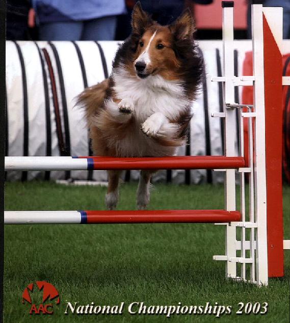 Dog Agility