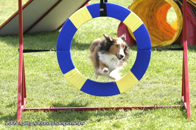 Dog Agility