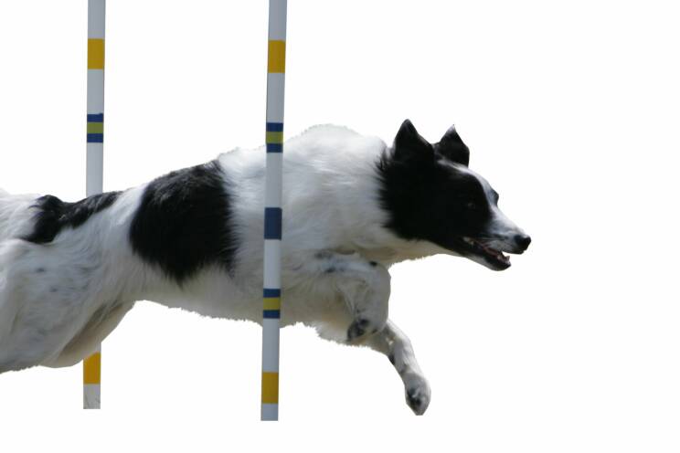 Dog Agility