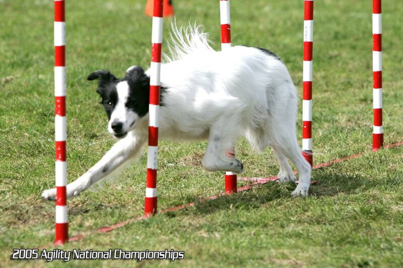 Dog Agility