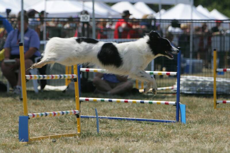 Dog Agility