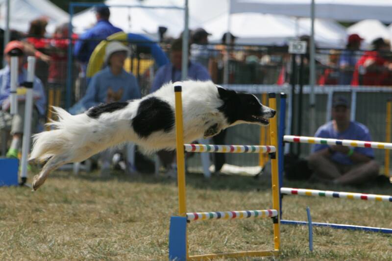 Dog Agility