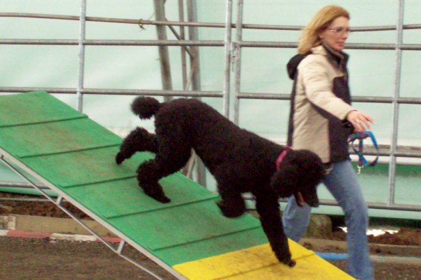 Dog Agility