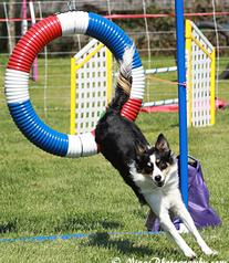 Dog Agility