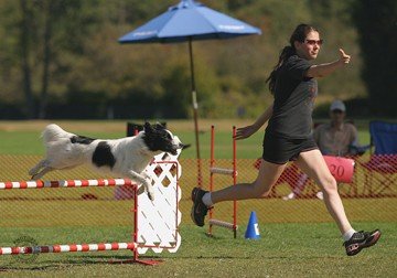 Dog Agility